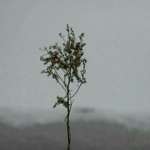 黄瓜视频免费在线观看
